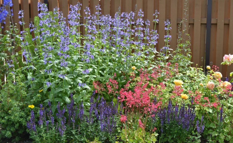 Котовник эхинацея шалфей