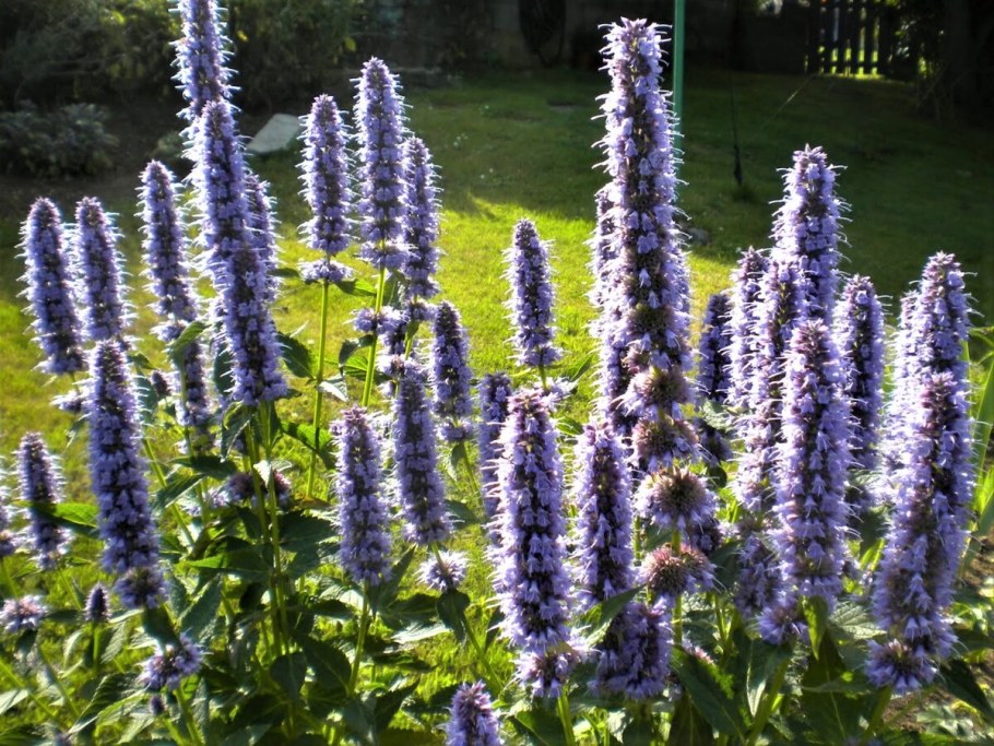 Лофант белый