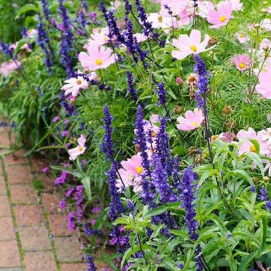 Космея котовник шалфей