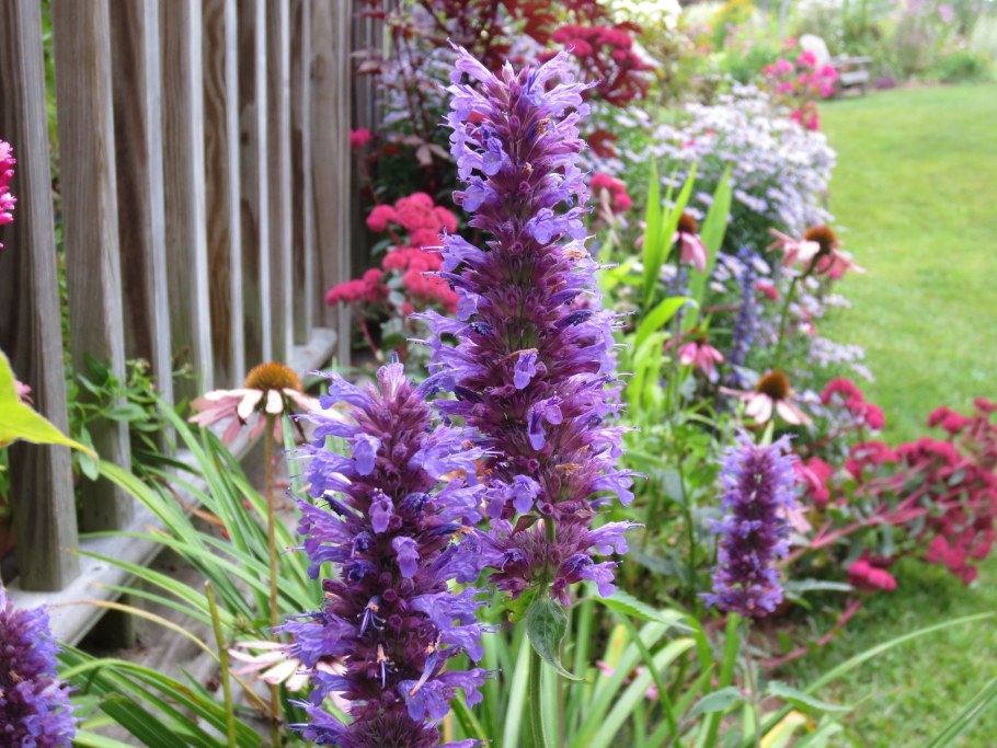 Агастахе "Блю Форчун"