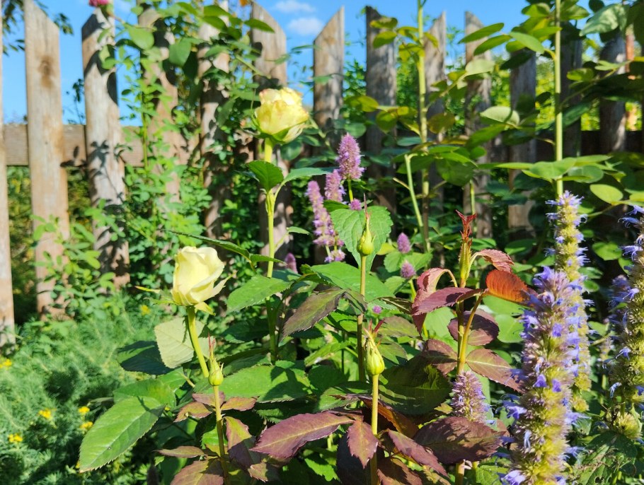 Коровяк коровяк лекарственный