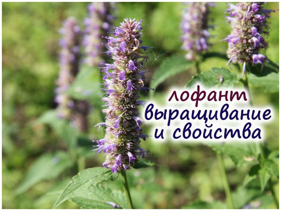 Лиатрис колосковый Вайолет