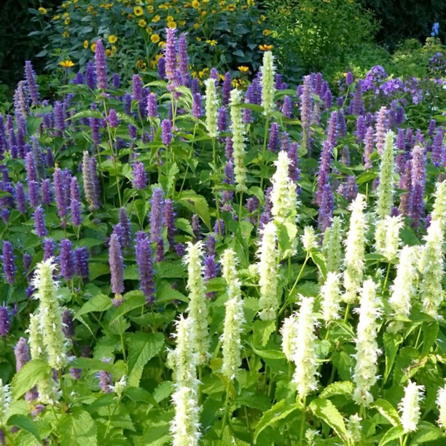 Лофант (Агастахе)