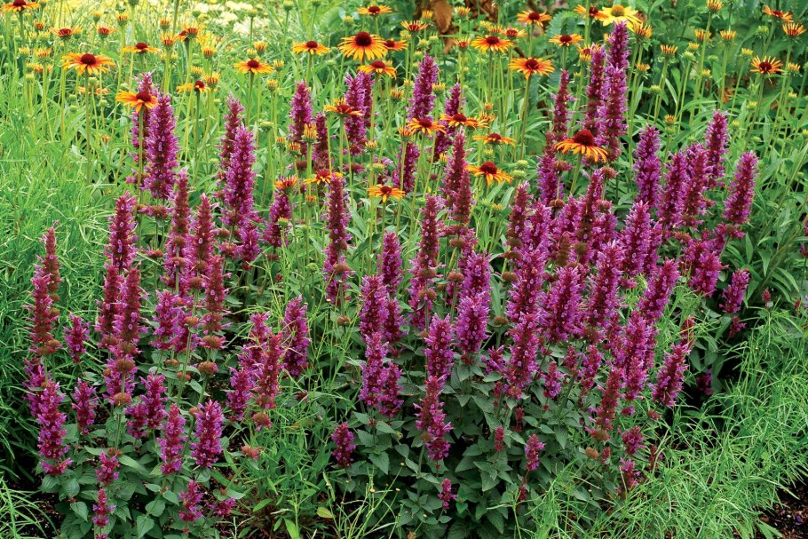 Лофант (Агастахе)