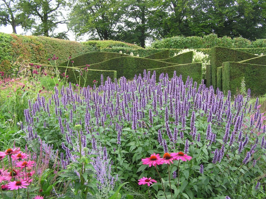 Котовник эхинацея шалфей