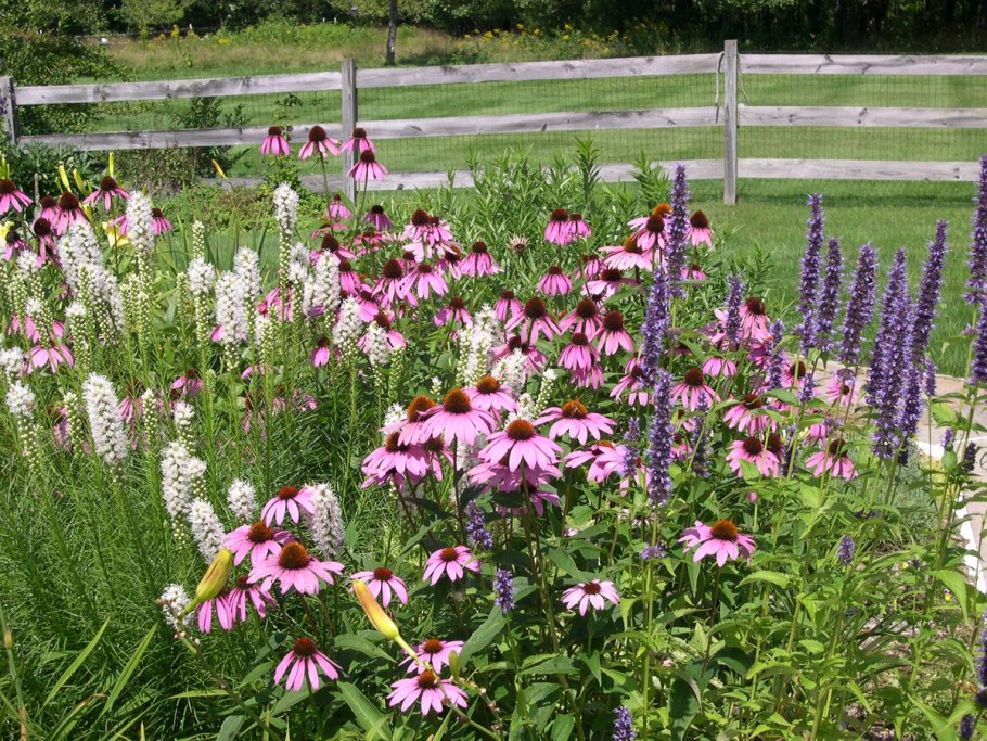 Эхинацея в миксбордере