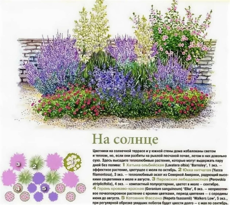 Схема миксбордера непрерывного цветения