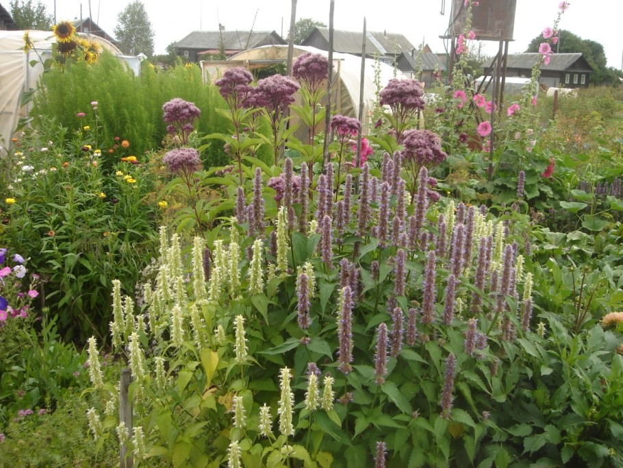 Лофант (Агастахе)