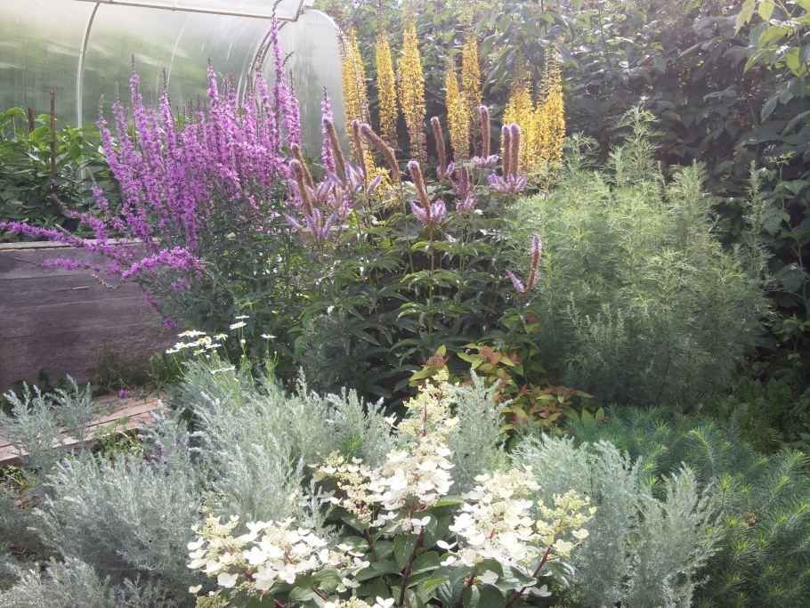 Иволистный дербенник пит Удольф