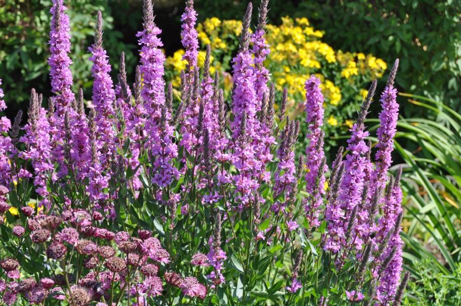 Дербенник иволистный Роберт