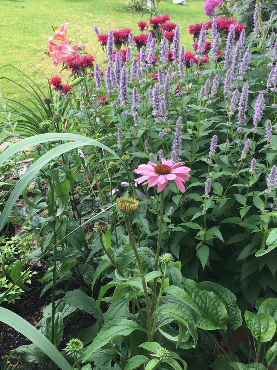 Эхинацея и монарда
