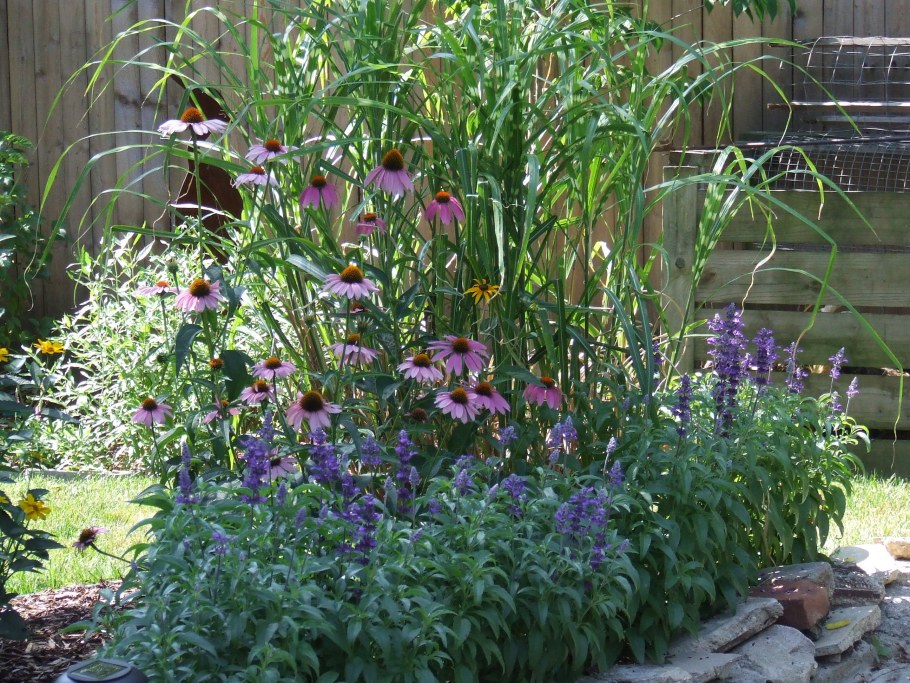 Шалфей эхинацея Вейник