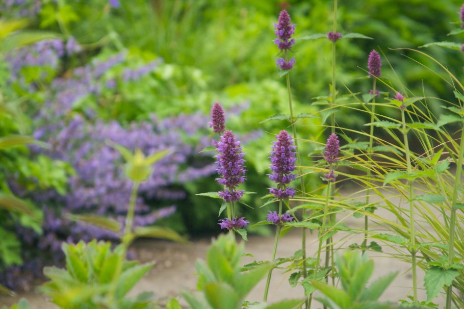 Лофант пёрпл Хэйз