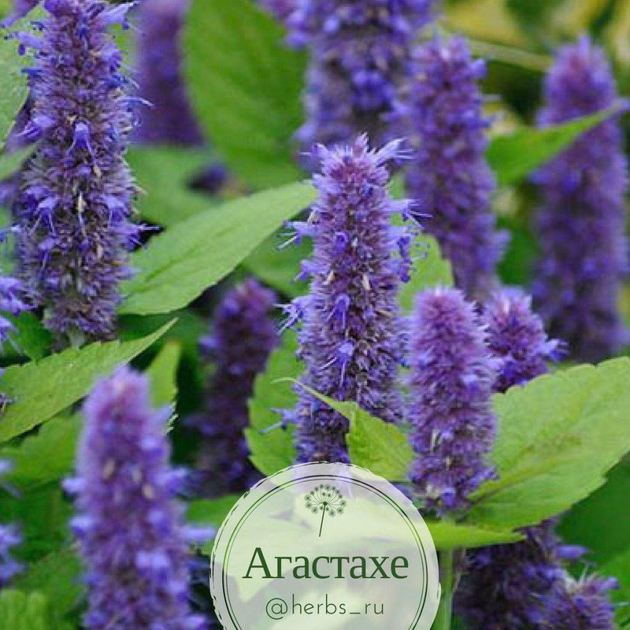 Лофант фенхельный