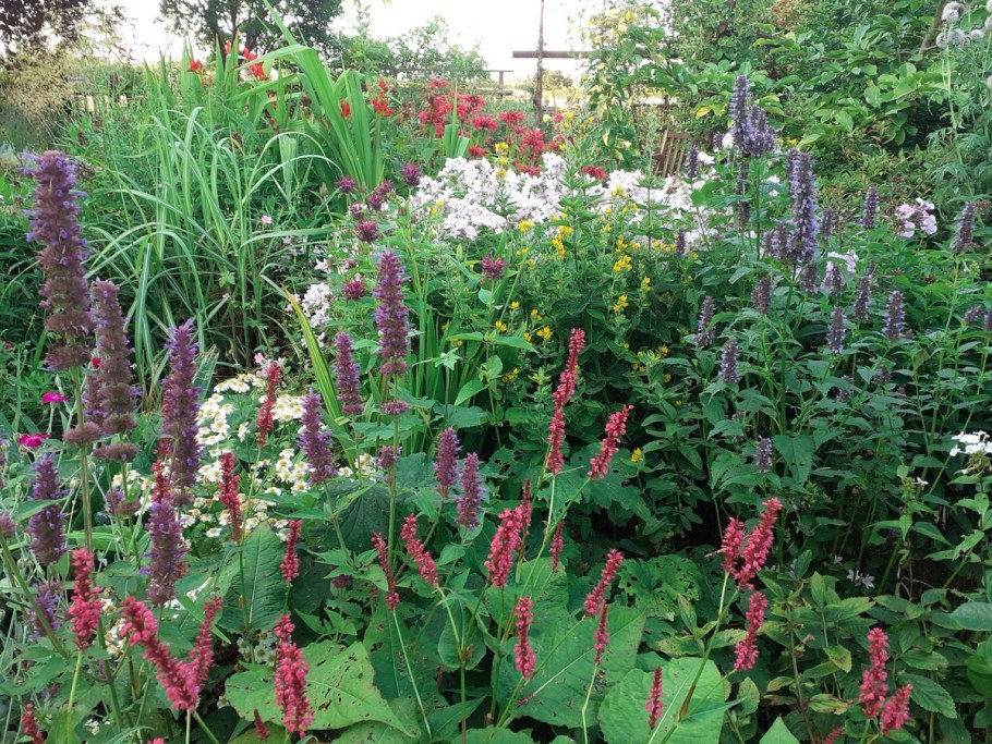 Лофант анисовый