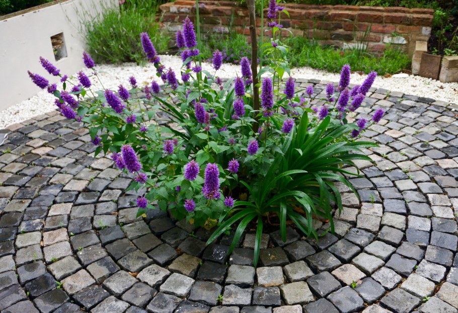 Многоколосник Блэк Аддер