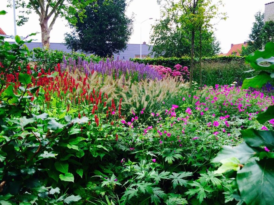 Агастахе в ландшафтном дизайне сочетании