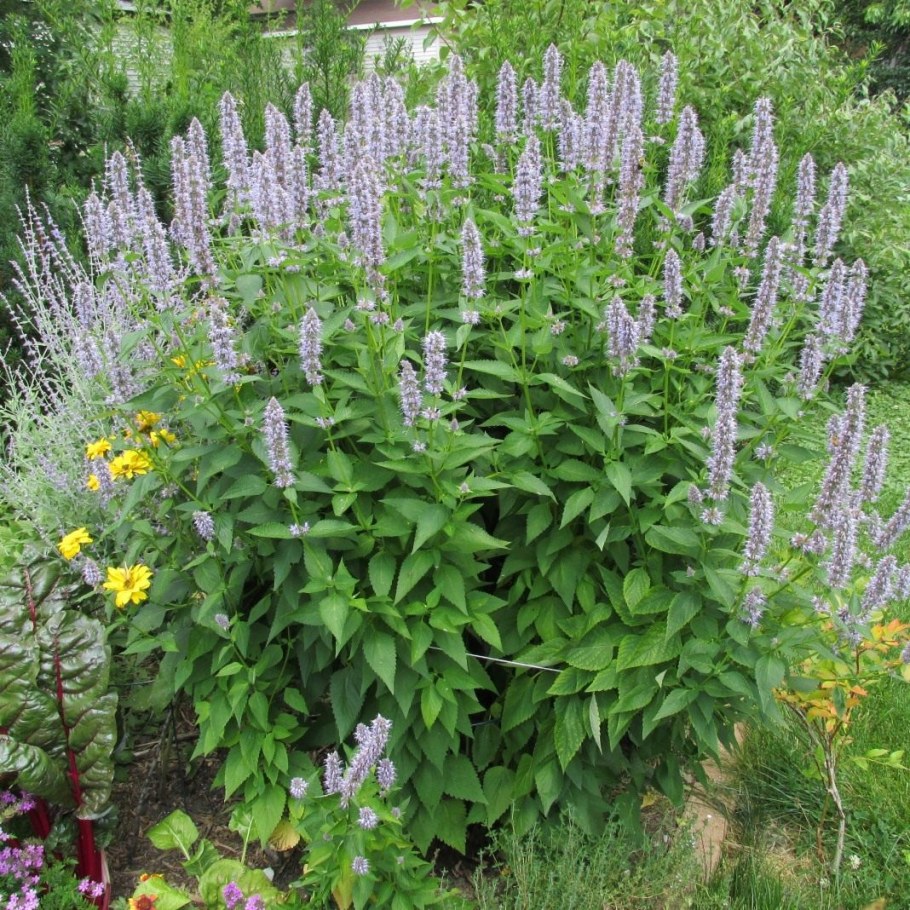 Лофант тибетский анисовый