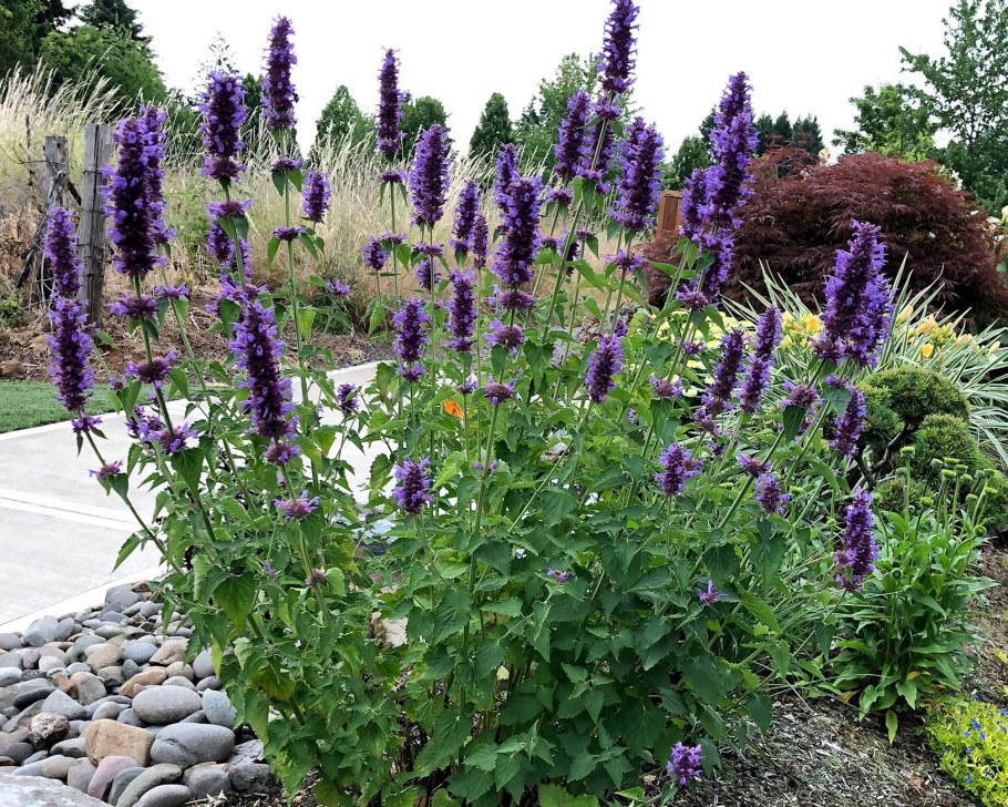 Лофант (Агастахе)