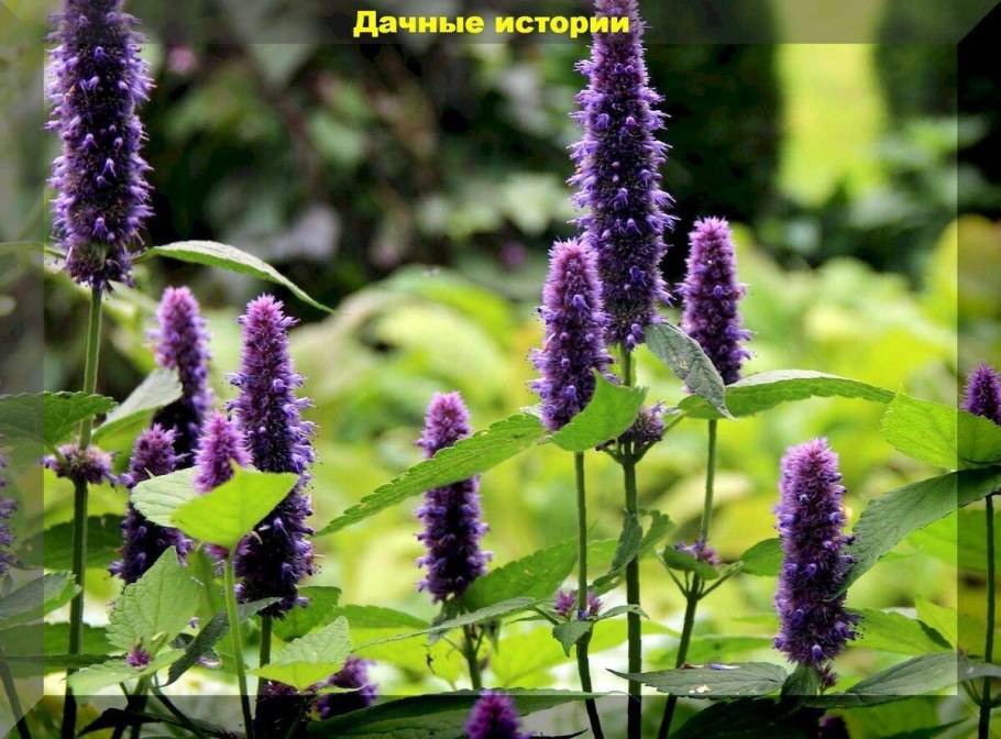 Лофант тибетский анисовый