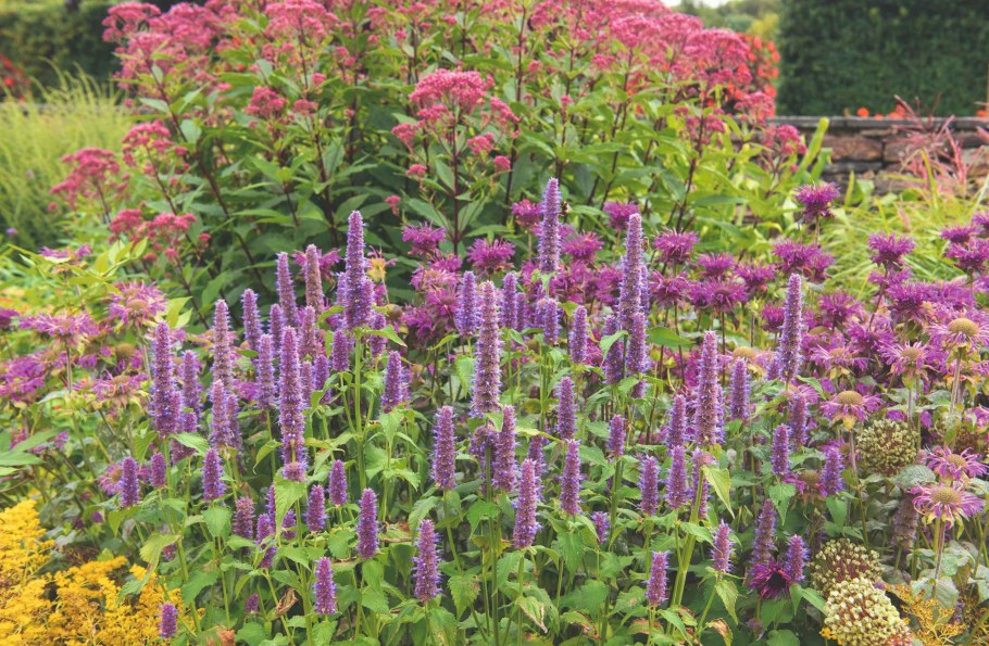 Лофант анисовый