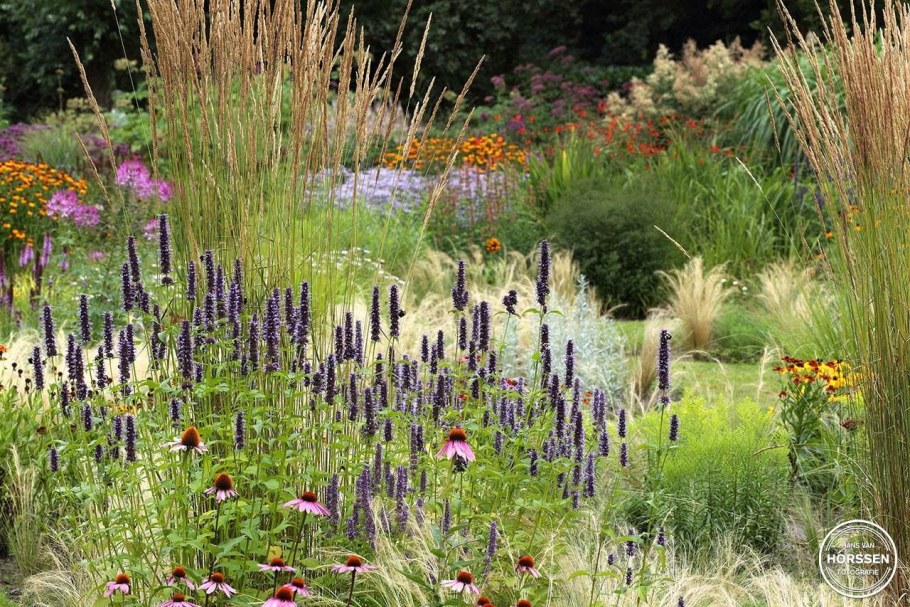 Кровохлебка Tanna и Вейник