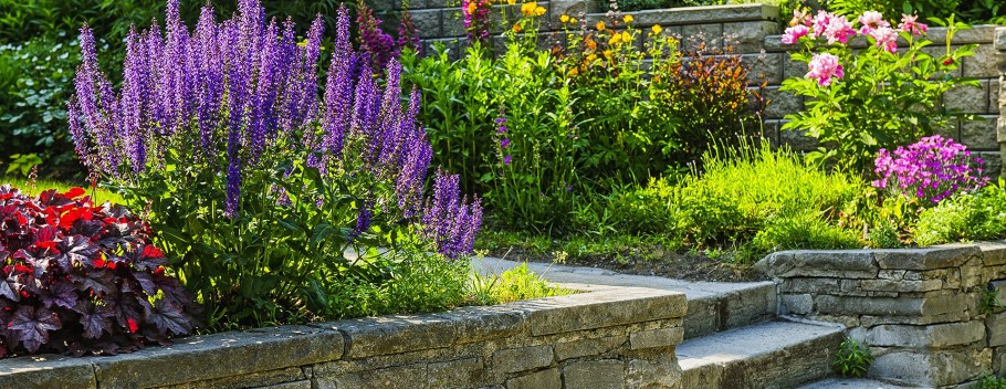 Шалфей Дубравный New Dimension Rose