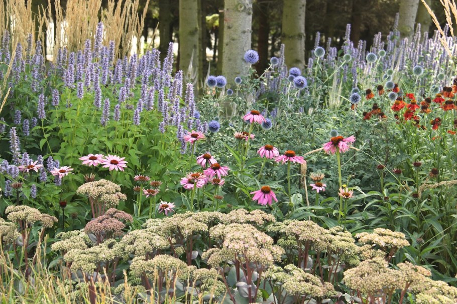 Вероникаструм видовой