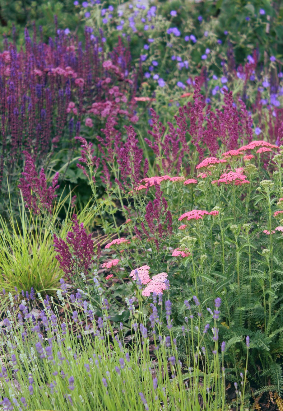 Лофант анисовый клумбы декор в саду