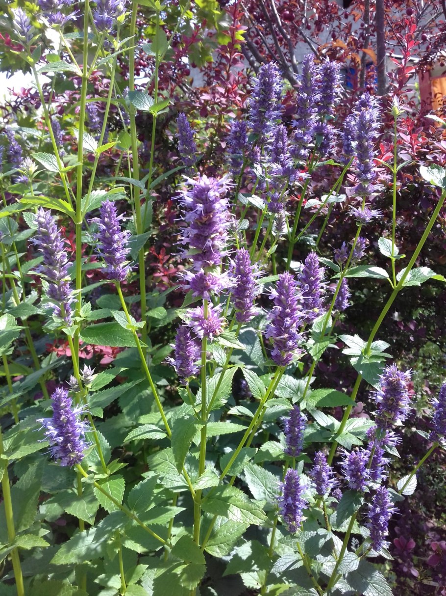 Лофант Луговик