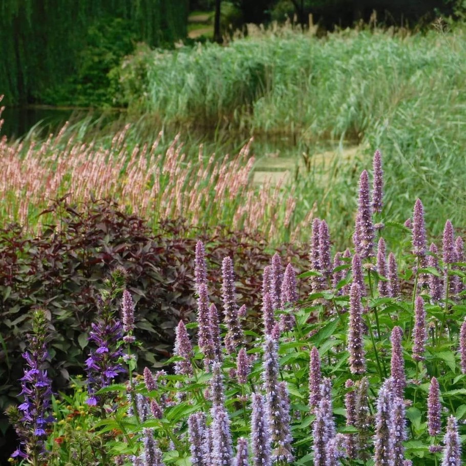 Persicaria amplexicaulis rosea