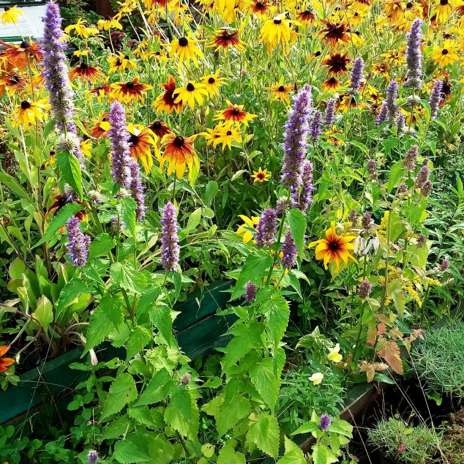 Многоколосник (лофант) анисовый