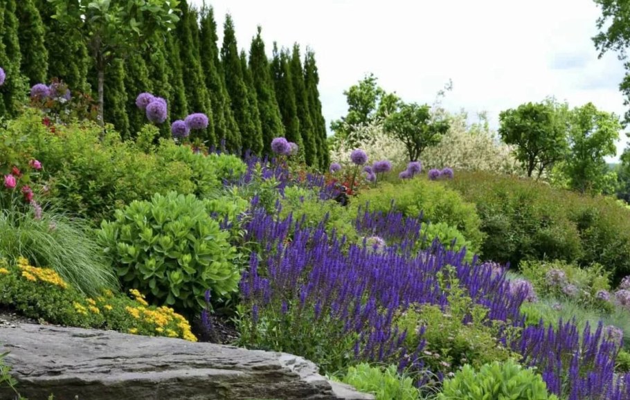 Котовник пит Удольф