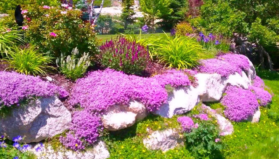 Флокс шиловидный на клумбе