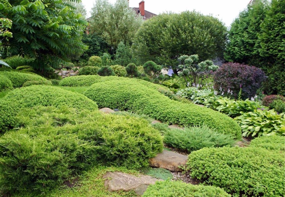 Самшит ниваки