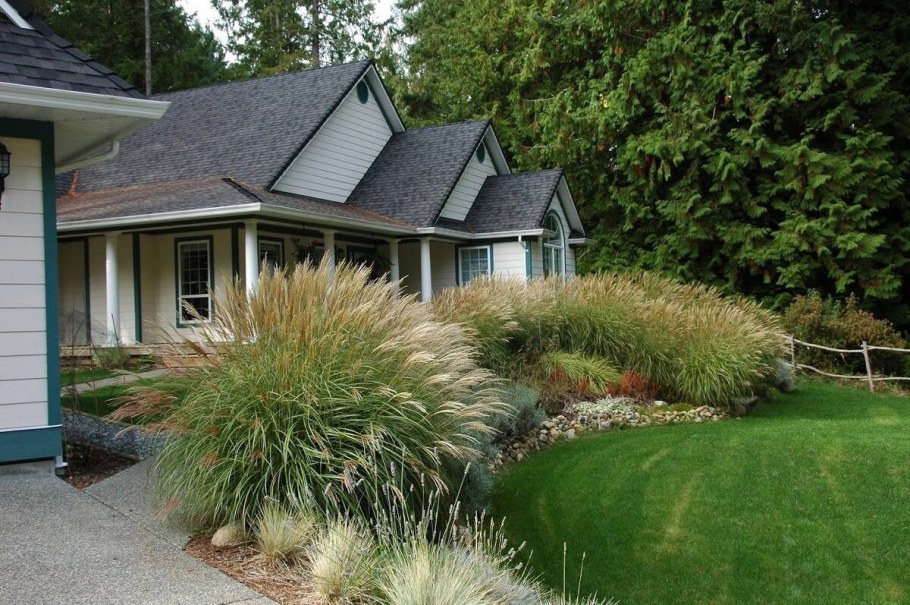 Мискантус изгородь