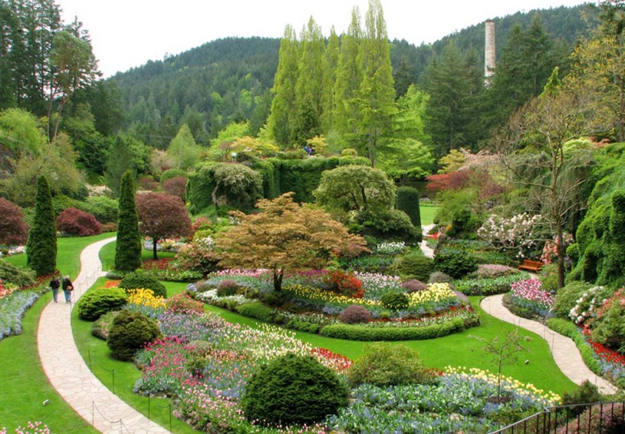 Landshaft Design хвойные