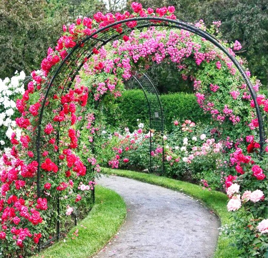 Роза Лавиния плетистая на арке