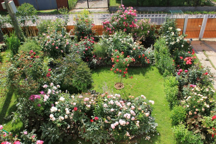 Розарий красные розы дачный участок