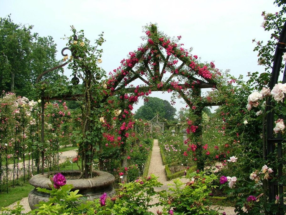 Плетистые розы Берсо