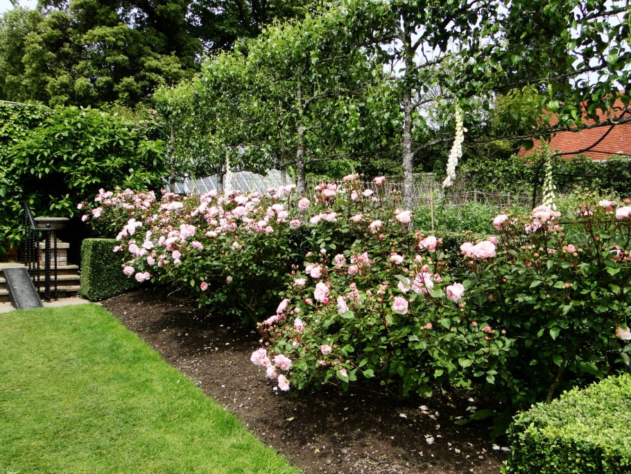 Роза Парковая Розарио