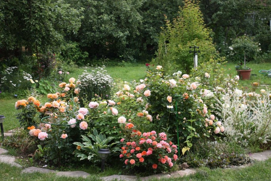 Моносад розарий