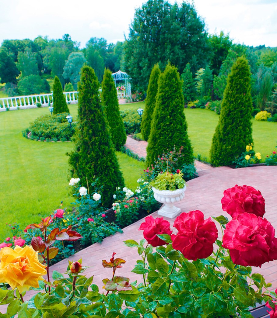 Розарий на дачном участке