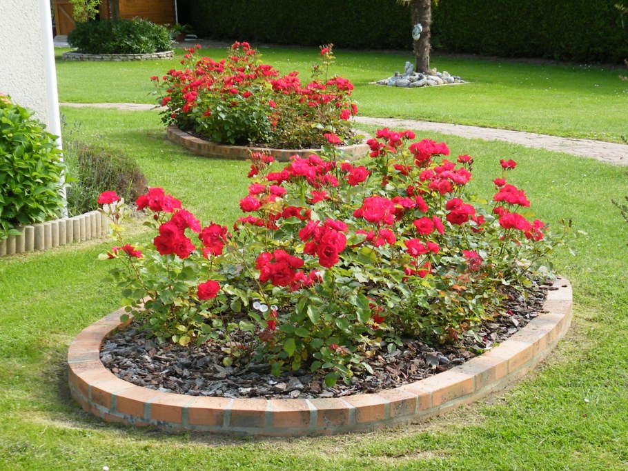 Цветник Барбарис туя роза почвопокровная