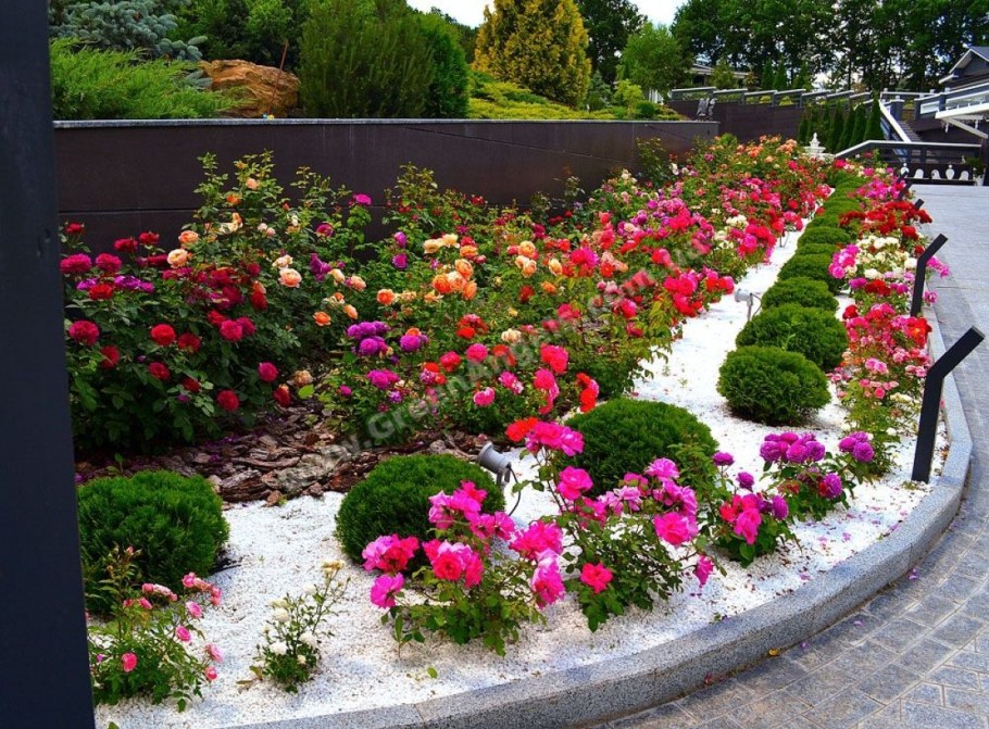 Роза низкорослая бордюрная