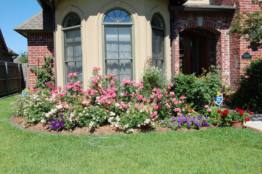 Герань Розариум