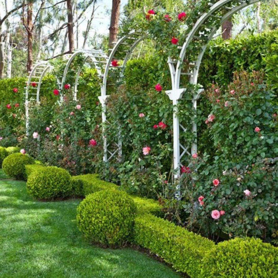 Самшит изгородь розарий