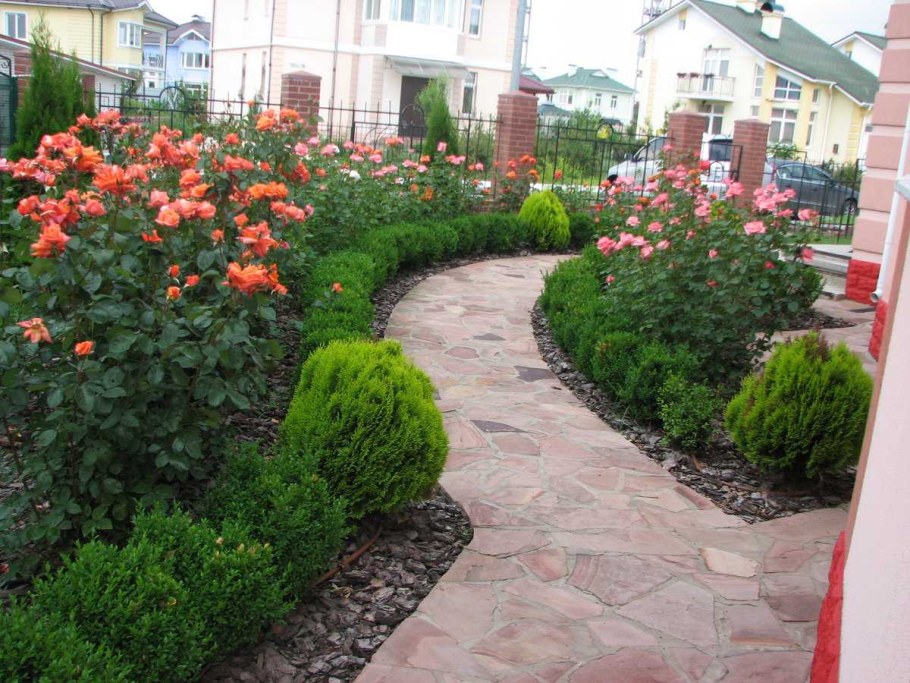 Цветник Барбарис туя роза почвопокровная