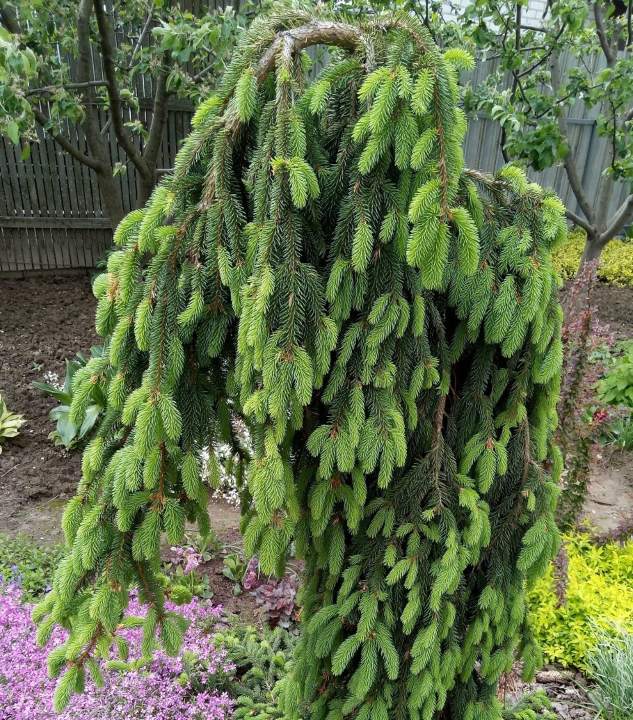 Ель плакучая Инверса