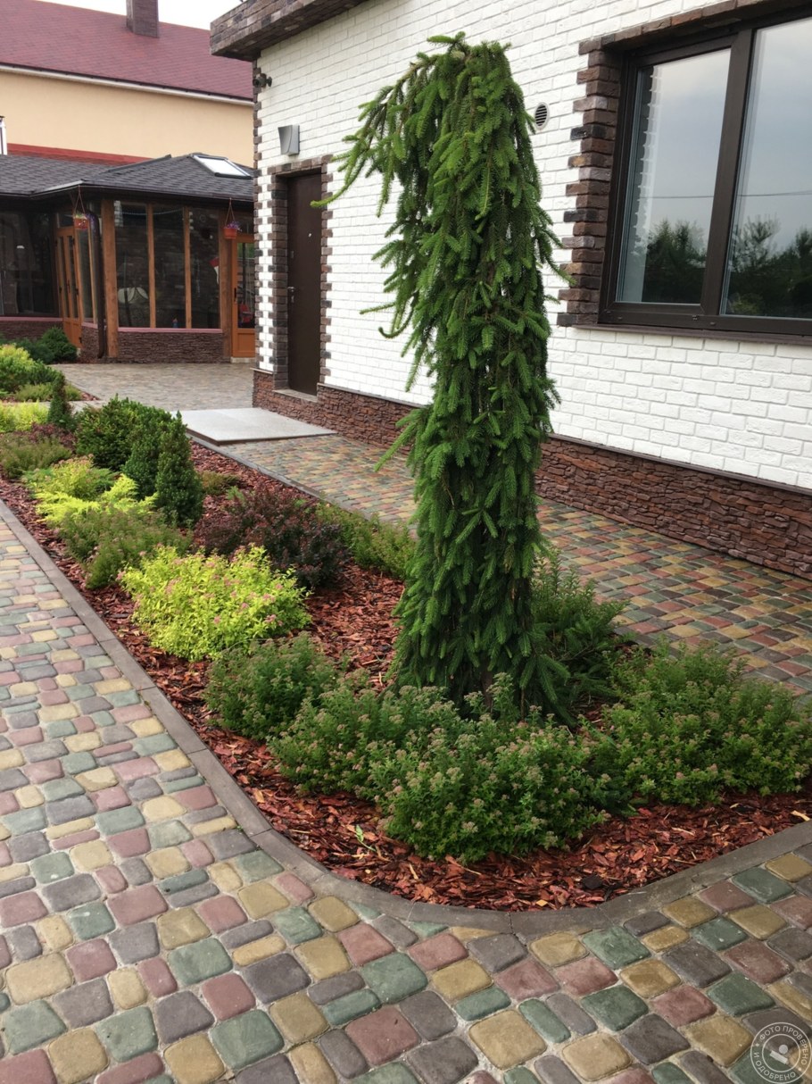 Ель Инверса Пендула